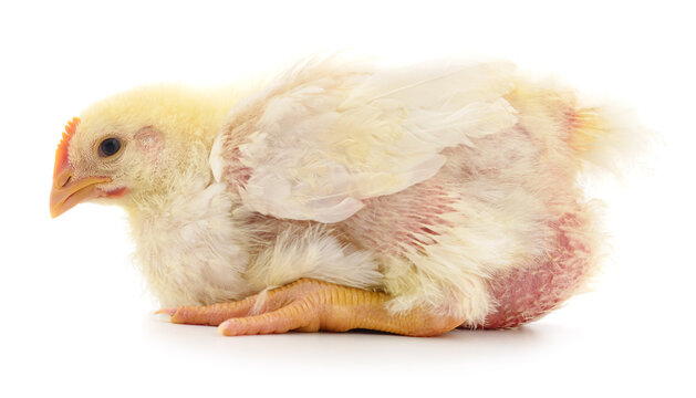 Small yellow chicken