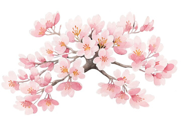 Fototapeta premium Sakura tree isolated watercolor illustration with alpha channel.