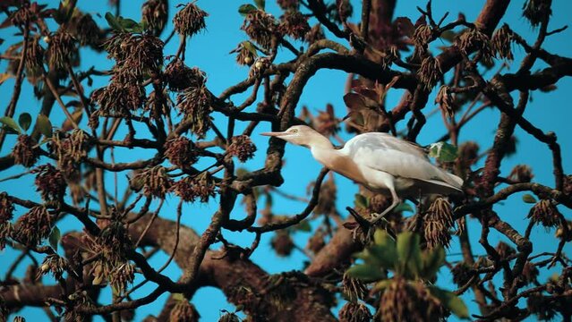 white bird heron sitting on the mahua tree