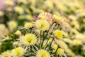 Yellow chrysanthemum flowers. Large bouquet in the garden outdoors.