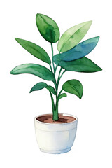 Houseplant watercolor. Isolated illustration with alpha channel.