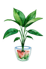 Houseplant watercolor. Isolated illustration with alpha channel.