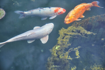 Colorful koi carp swimming in the pond.