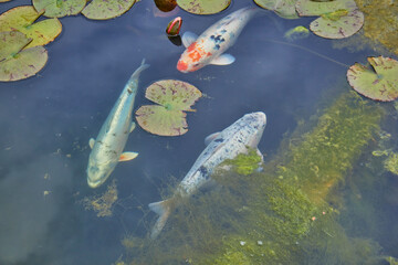 Colorful koi carp swimming in the pond.