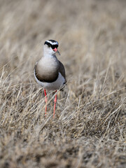 Crowned Lapwing standing on dry grass in savannah of Tanzania 