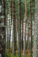 Obraz premium selective focus, view inside a pine forest