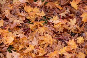 A visual feast of colorful leaves falling on tree branches or on the ground in autumn