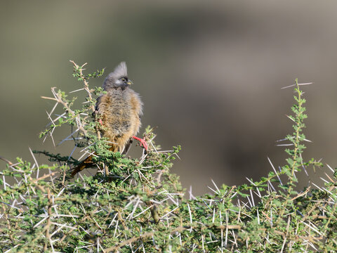 Speckled Mousebird on top of the acacia against blur background