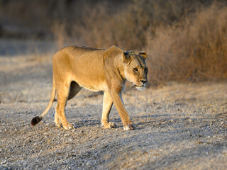 Female lion lioness walking in savannah of Tanzania in early morning
