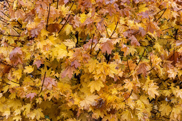 A visual feast of colorful leaves falling on tree branches or on the ground in autumn