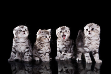 Four Scottish Fold kittens, studio black. Playful and curious, they showcase varied adorable...