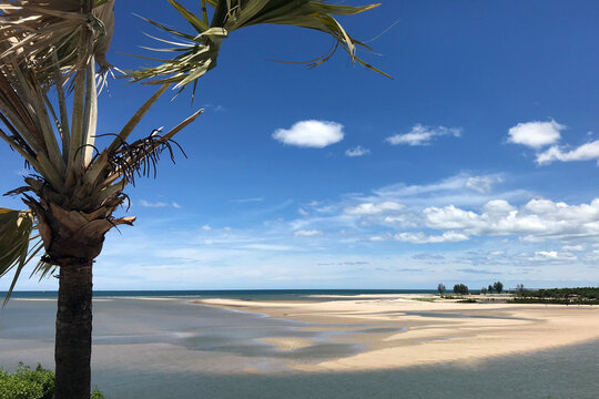 palm tree on the beach in Majunga, Madagascar