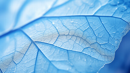 Close-up of delicate leaves, covered with frost in ethereal blue tones, showcasing intricate vein patterns and textures.