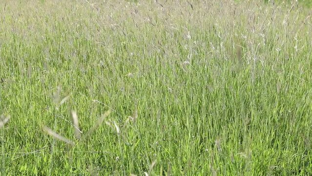 Swallen Fingergrass , Finger Grass ,Grass flower for the background