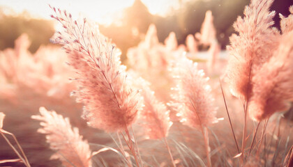 Beautiful meadow with wild flowers over sunset sky. Nature field background with sun flare. Wild grass and flower. Sunny summer or autumn nature backdrop. Peach fuzz - color of the year 2024