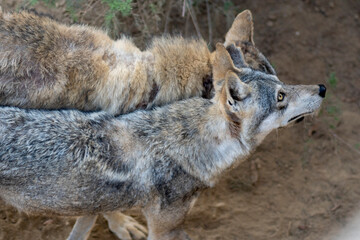 Naklejka na ściany i meble Arabian wolf (Canis lupus arabs) intimate moments, wolf chasing female for mating chance, breeding of Arabian wolves, a female wolf in estrous.