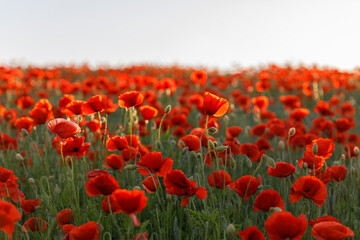 Obraz premium Endless Red Poppies at Sunset