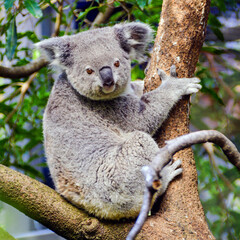 Cute Australian Koala Bear Photo
