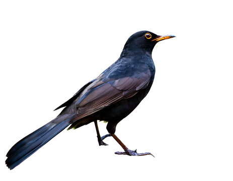 Amsel isoliert auf wei&szlig;em Hintergrund, Freisteller 