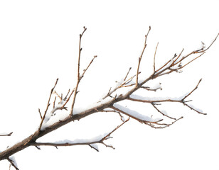 Fototapeta na wymiar Ast mit schnee isoliert auf weißem Hintergrund, Freisteller 