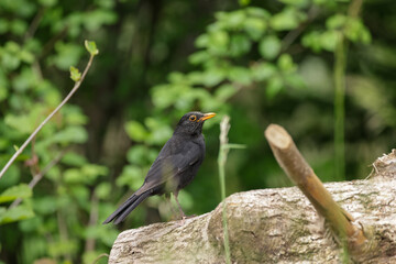 black bird on a tree trunk