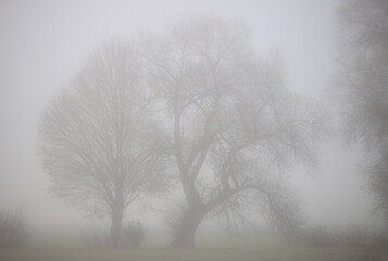 silhouette of bare trees in the fog