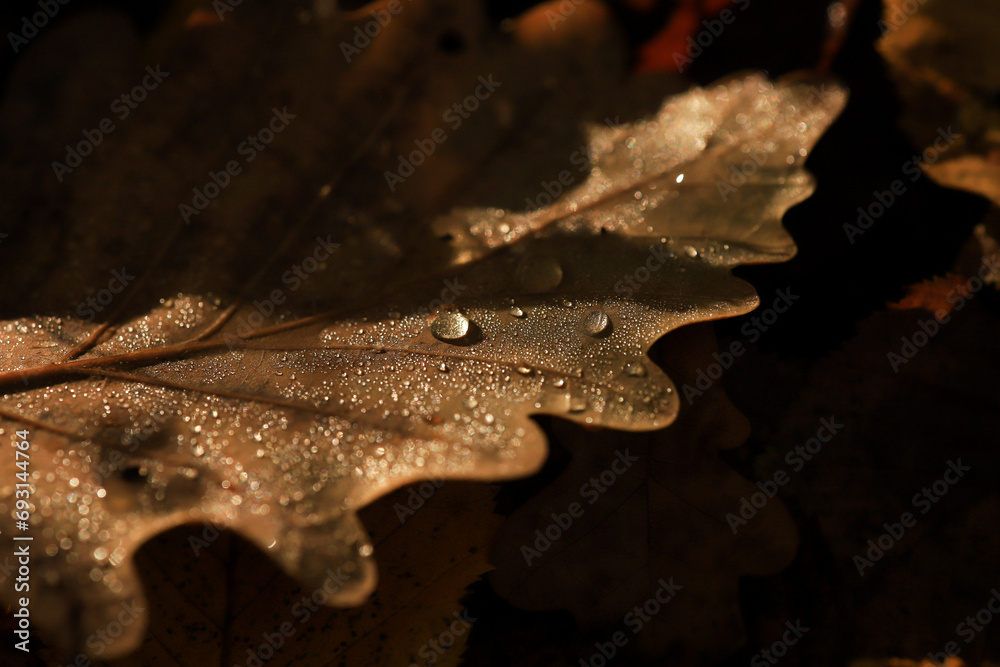 Wall mural macro image of an oak tree leaf with raindrops