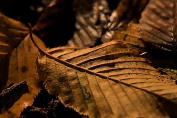brown leaves in autums