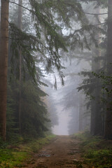 Morning in a foggy dark pine forest at autumn-winter