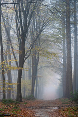 Misty morning in an autumn forest with tall beech trees