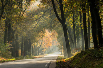 Beautiful sun beams shines through the autumn forest trees at a local highway (Drieërweg)