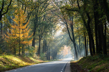 Beams of sunlight shines through the autumn trees at a highway road