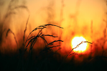 Grass silhouettes against the background of the evening sun. Summer landscape. Selective focus,