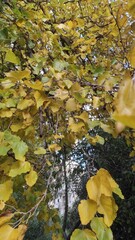 autumn leaves on the ground