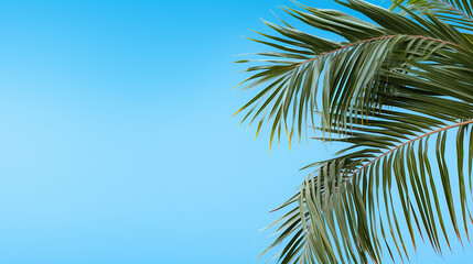 Palm tree in front of a fresh blue coloured background template 