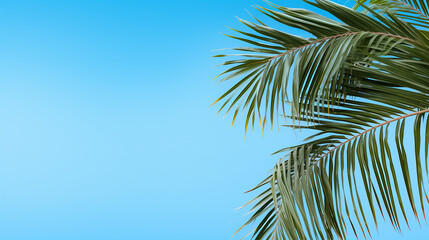 Fototapeta premium Palm tree in front of a fresh blue coloured background template 