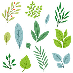 Set of sprigs with green leaves. Decorative natural plants.