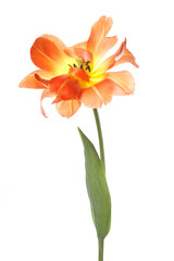 Obraz na płótnie Canvas Bright yellow-orange tulip flower isolated on white background.