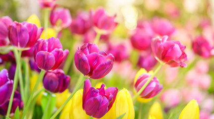 Closeup of red and pink Tulip flower under sunlight using as background natural plants landscape, ecology wallpaper cover page concept.