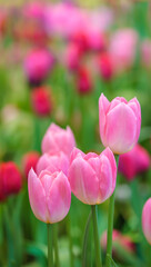 Closeup of pink Tulip flower under sunlight using as background natural plants landscape, ecology wallpaper cover page concept.