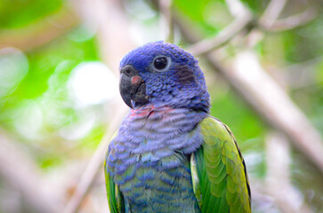 Pionus menstruus (blue-headed parrot)