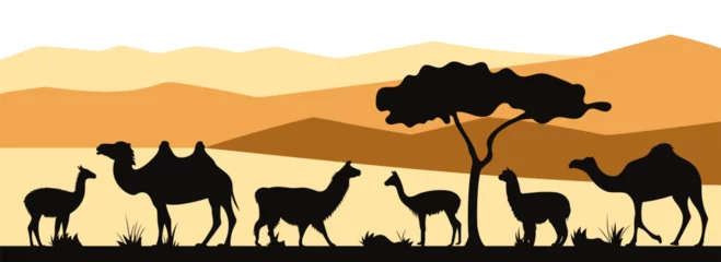 Foto auf Alu-Dibond International Year of Camelids. Landscape with bactrian camel, alpaca, dromedary, guanaco, llama, vicuña silhouettes. Horizontal banner. Vector illustration. © YevgeniyaKoln