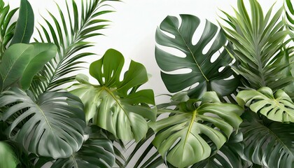 horizontal artwork composition of trendy tropical green leaves monstera palm and ficus elastica on white background computer rendered