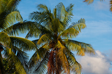 Fototapeta na wymiar Palmtree Maldives - Palme Malediven