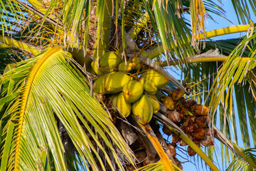 Palmtree Maldives - Palme Malediven