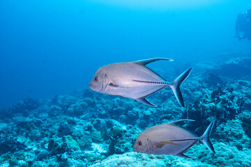 Fototapeta premium Black Trevally - Maldives