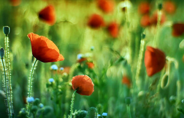 multicolored beautiful exotic flowers Poland