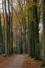 Obraz premium Forest path between majestic high autumn trees. Portrait.