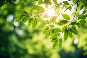sun shining through tree leaves in the sunshine