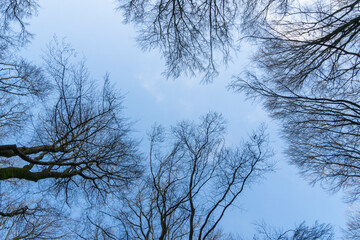 Looking upward to a blue sky in the forest to leaves-less trees.